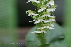 Habenaria gibsonii